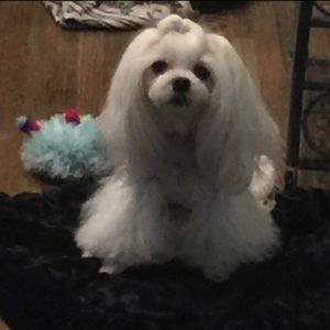 Meet your Posher, Annette